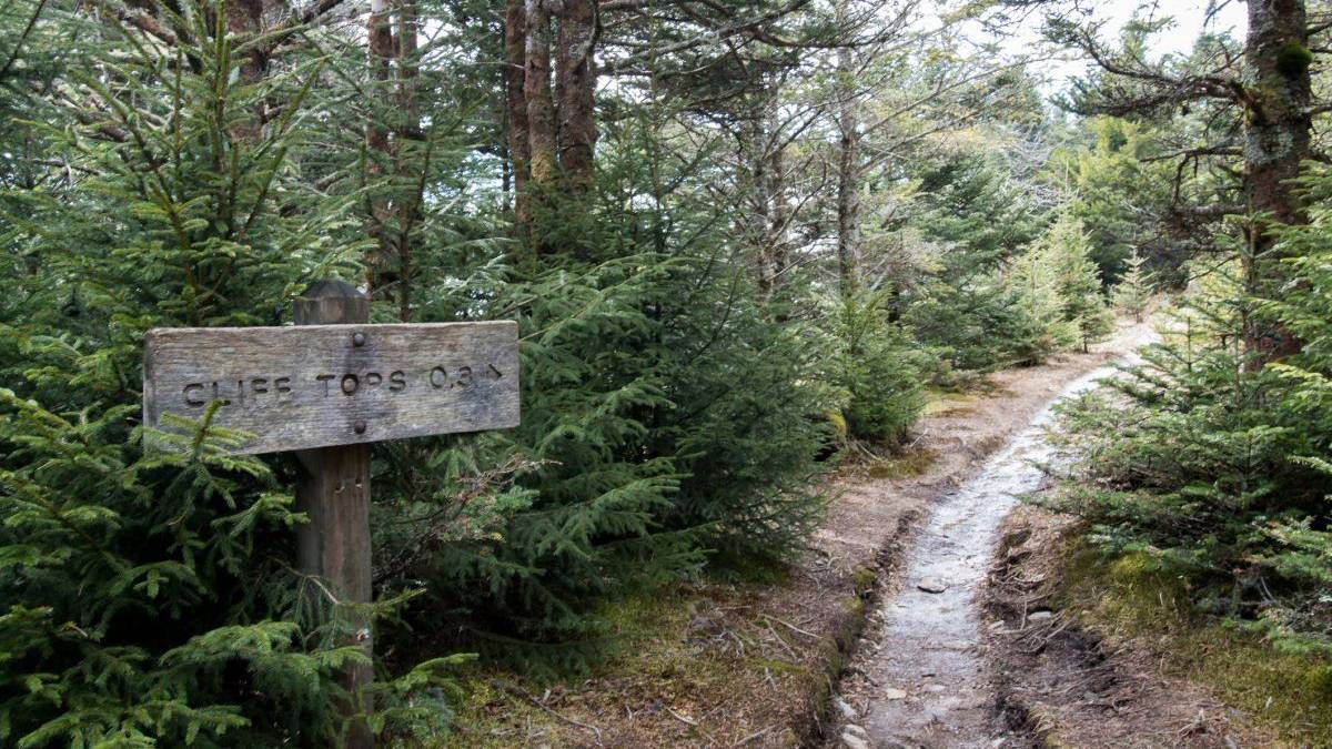 view of alum cave to moun leconte trail